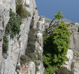 Mountain flora.jpg