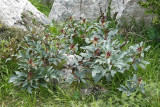 Paeonia cambessedesii.jpg