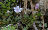 Anagallis tenella. Close-up.2.jpg