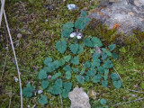 scutellaria balearica.jpg