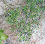 Rhamnus oleoides subsp oleoides