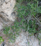 shrub.jpg