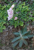 Digitalis minor.2.jpg