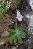 Digitalis minor.3.jpg