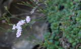 Limonium minutum.2.jpg