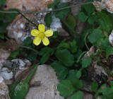 Ranunculus weylerii. Closer.jpg