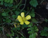 Ranunculus weylerii. Close-up.2.jpg