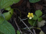Ranunculus weylerii.2.jpg
