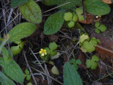Ranunculus weylerii.3.jpg