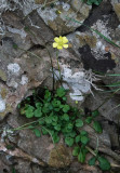 Ranunculus weylerii.4.jpg
