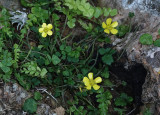 Ranunculus weylerii.7.jpg