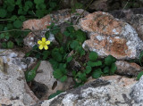 Ranunculus weylerii.8.jpg