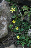 Ranunculus weylerii.9.jpg