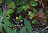 Ranunculus weylerii.jpg