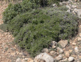 Rhamnus oleoides subsp oleoides.jpg