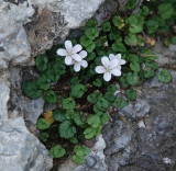 Erodium reichardii.jpg
