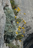 Helichrysum ambiguum.jpg