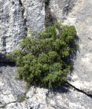 Juniperus oxycedrus