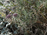Teucrium cossonii. Closer.jpg