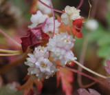 Cuscuta planiflora. Close-up.2.jpg
