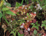 Cuscuta planiflora