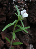 Misopates calycinum