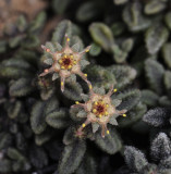 Monanthes subrosulata. Close-up.