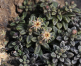 Monanthes subrosulata.closer.