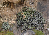 Monanthes subrosulata