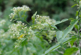 Heliotropium messerschmidioides. Closer.