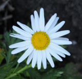 Argyranthemum webbii. Close-up.