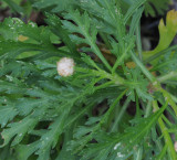 Argyranthemum. Close-up.2.jpg