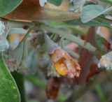 Teucrium heterophyllum. Close-up.jpg