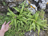 Androcymbium hierrense