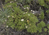 Argyranthemum sp.