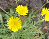 Asteraceae 2. Close-up.2.jpg