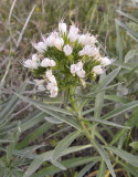 Echium breviarme. Close-up.jpg