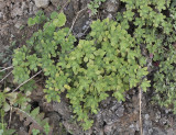 Aeonium goochiae