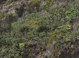 Allium canariensis. Habitat.