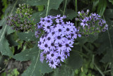 Pericallis papyraceus. Closer.