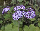 Pericallis papyraceus. Closer.