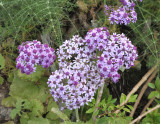 Pericallis papyraceus. Closer.