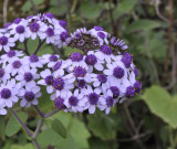 Pericallis papyraceus. Close-up.