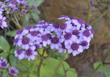 Pericallis papyraceus. Close-up.