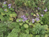 Pericallis papyraceus