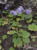 Pericallis papyraceus