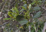 Rhamnus crenulata
