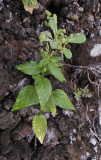 Mercurialis canariensis