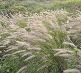 Cenchrus setaceus