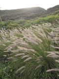 Cenchrus setaceus